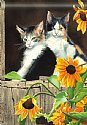 Animals - Calico Kitties - Printed