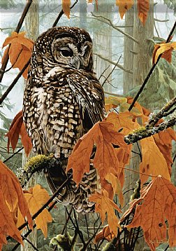 Fall - Fall Maple Owl