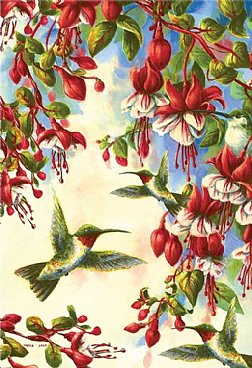 Birds - Hummingbirds