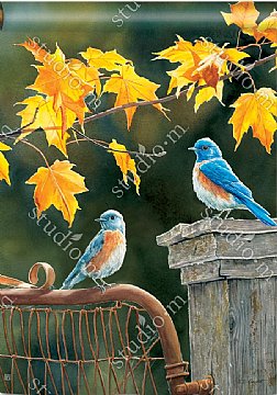Fall - Bluebird Meeting